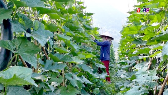 Hàm Rồng triển khai hiệu quả các dự án hỗ trợ nông dân