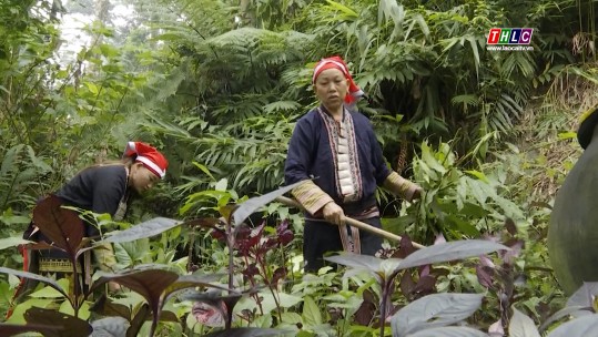 Người Dao đỏ vững sinh kế từ rừng