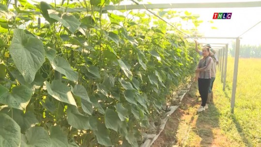 Nông dân Bảo Thắng sản xuất nông nghiệp bền vững