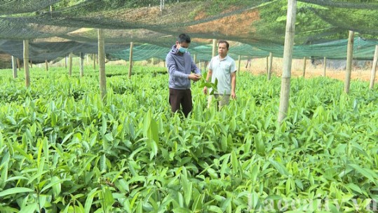 Nông dân tiêu biểu trong phát triển kinh tế ở Nậm Tha