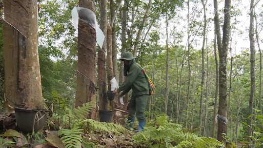 Cây cao su ở Sơn La - những tín hiệu vui