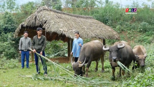 Bảo Yên thực hiện hiệu quả mô hình hỗ trợ nuôi trâu sinh sản
