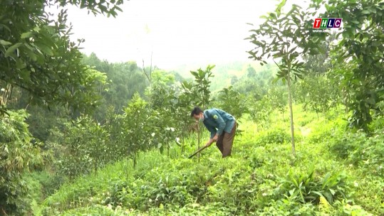 Trướng Văn Bang trồng rừng phát triển kinh tế