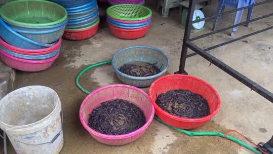 Cần tăng cường quản lý hoạt động kích giun đất bằng điện