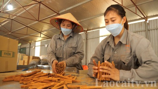 Bảo Thắng thu hút đầu tư vào sản xuất, chế biến nông, lâm sản