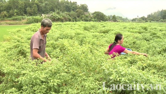 Liên kết xây dựng vùng nguyên liệu ớt