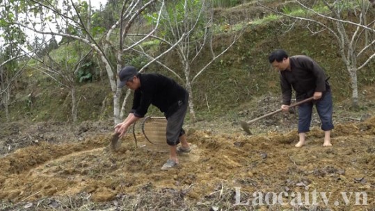 Sán Chải tập trung cải tạo và mở rộng diện tích cây ăn quả ôn đới