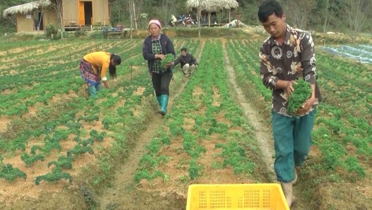 Nông dân thu hoạch gần 2.000 ha rau vụ đông