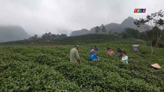 Khởi sắc vùng đồng bào dân tộc thiểu số thị trấn Nông trường Phong Hải