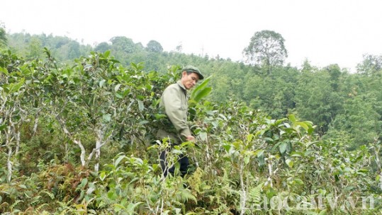 Chủ động đốn chè cho vụ mới