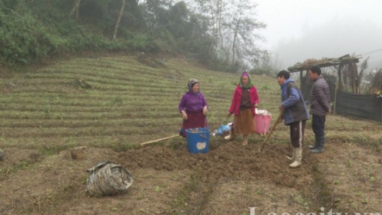 Bắc Hà vào vụ thu hoạch cát cánh
