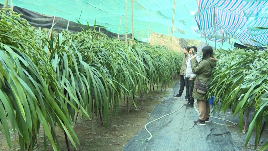 Rộn ràng thị trường hoa địa lan Sa Pa