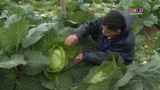 Nông dân Sa Pa chủ động ứng phó với băng giá
