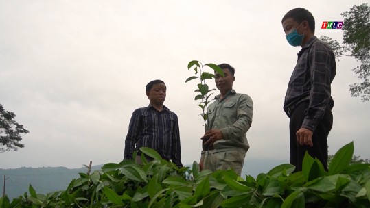Nông dân Bát Xát trồng gần 3.000 ha quế