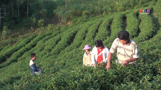 Toàn tỉnh có 4.200 ha sản xuất nông nghiệp đạt tiêu chuẩn hữu cơ quốc tế