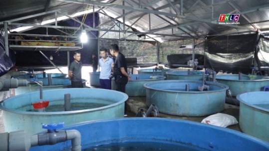 Sa Pa có trên 1.000 hộ đồng bào dân tộc thiểu số sản xuất, kinh doanh giỏi