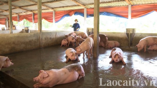 Lào Cai chuẩn bị nguồn thực phẩm các loại cho thị trường Tết