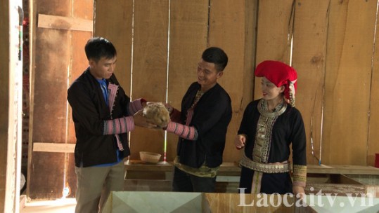 Nuôi dúi phát triển kinh tế