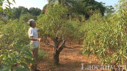 Số lượng hoa cung cấp thị trường Tết ổn định so với mọi năm