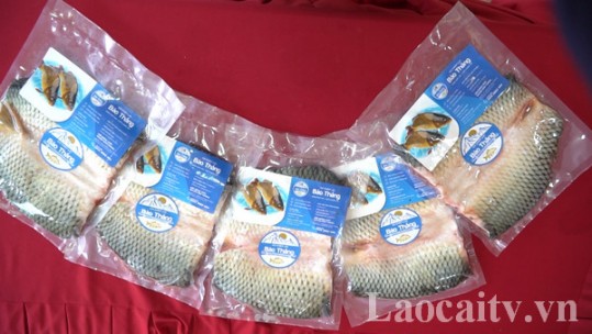 Xây dựng thương hiệu cá chép lai Bảo Thắng