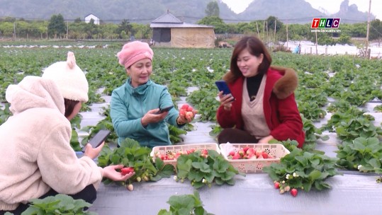 Nông dân huyện Mai Sơn, tỉnh Sơn La thoát nghèo nhờ cây dâu tây