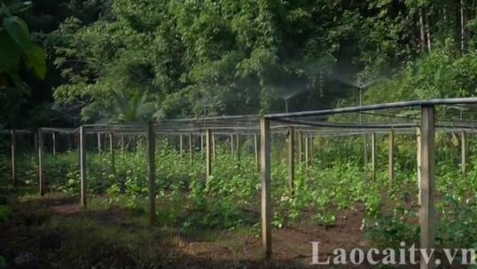 4 mẫu thiết kế điển hình hệ thống tưới nước tiên tiến, tiết kiệm cho cây trồng chủ lực