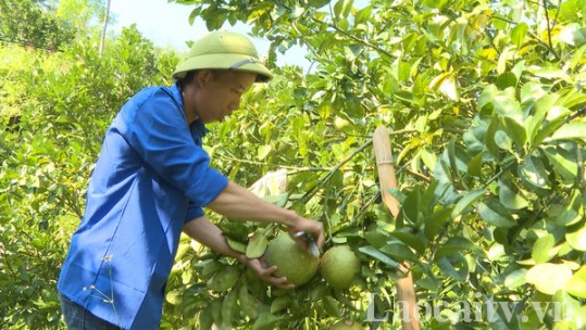 Thanh niên 9X làm giàu từ trồng cây ăn quả