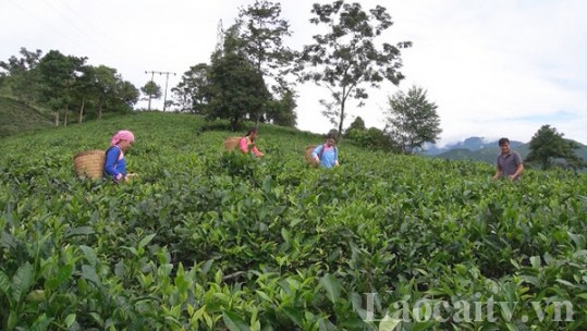 Bát Xát gia tăng giá trị canh tác