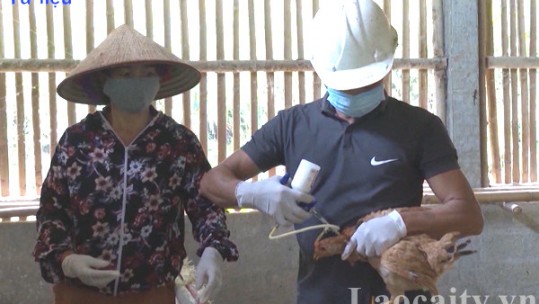 Tập trung cao độ tiêm phòng cho đàn vật nuôi