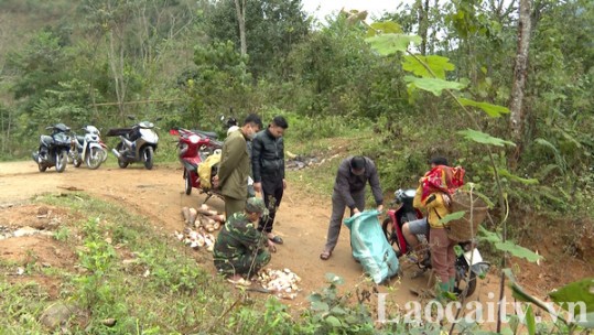 Dừng khai thác măng vầu tại Văn Bàn từ ngày 1/3/2023