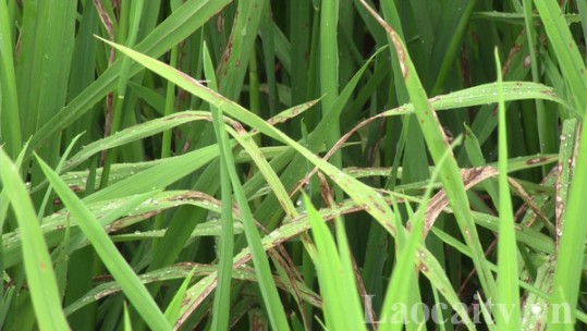 Bảo vệ cây lúa trước nguy cơ bệnh đạo ôn gây hại