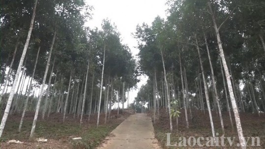 Để doanh nghiệp và người dân chủ động hướng đến chứng chỉ rừng FSC