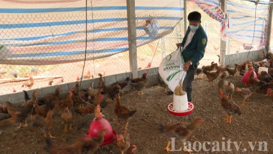 Giá lợn hơi và gia cầm giảm mạnh, nông dân e ngại tái đàn