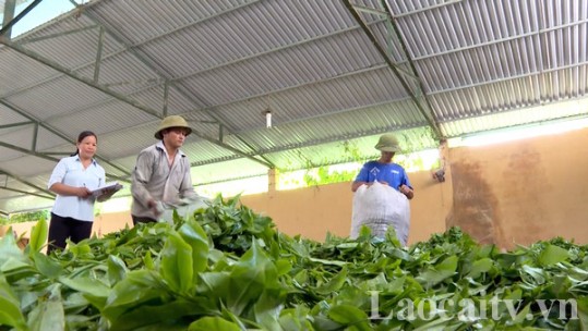 Nông dân Mường Khương thu khoảng 100 tấn chè búp vụ xuân