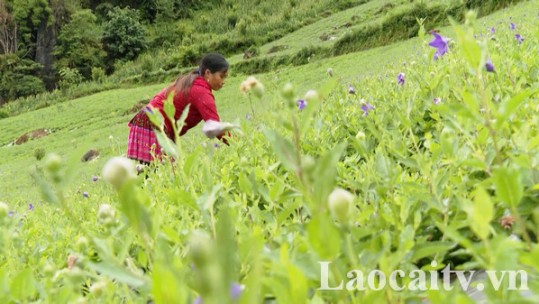Nghịch lý giữa hai vùng trồng dược liệu cát cánh