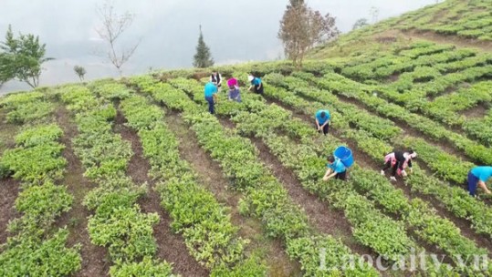 Chè búp tươi đầu vụ được giá cao