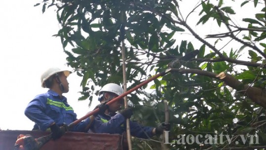 Chủ động đốn tỉa cây xanh nguy cơ gãy đổ mùa mưa bão