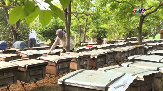 Nghề nuôi ong lấy mật ở Xuân Quang