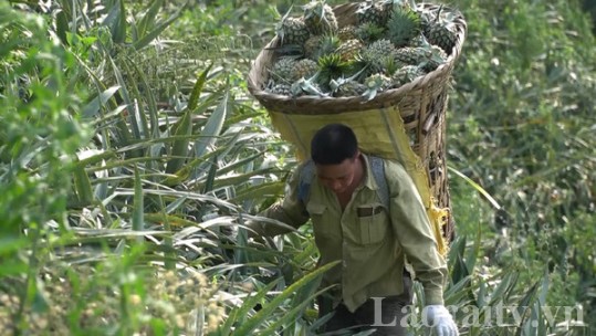 Giá dứa quả bắt đầu tăng trở lại