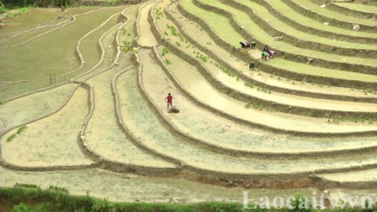 Nông dân Sa Pa tập trung xuống giống cấy lúa mùa sớm