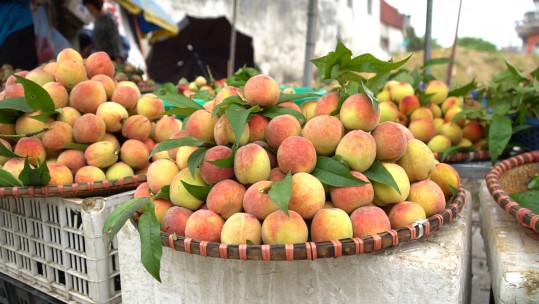 Đào chín sớm, Bắc Hà vào mùa