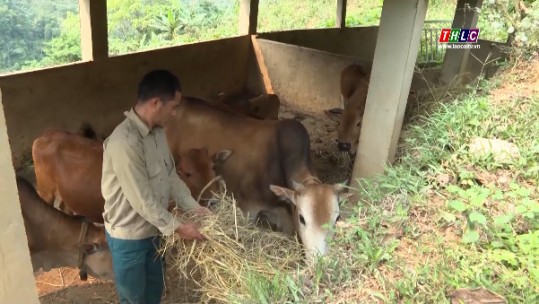 Anh Lò Láo Lở thoát nghèo từ mô hình chăn nuôi