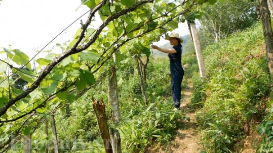 Phụ nữ Sa Pa trồng nho để nâng cao thu nhập