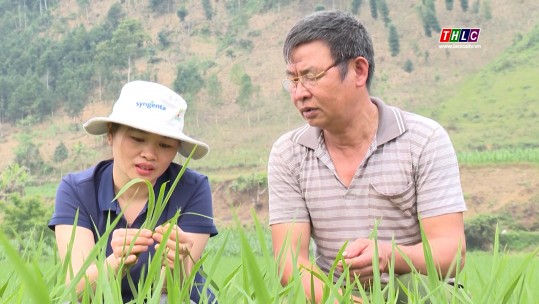 Chủ động phòng, trừ bệnh đạo ôn cổ bông trên lúa xuân 2023