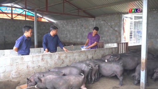 Bảo tồn và phát triển giống lợn đen bản địa bền vững