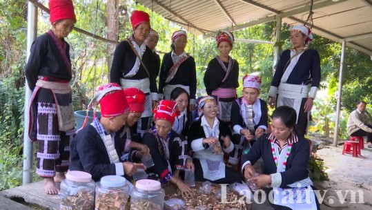Bảo tồn nghề thuốc nam truyền thống của người Dao đỏ ở Trịnh Tường