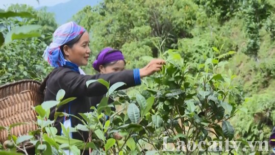 Bắc Hà: 5 nội dung đột phá để đẩy mạnh nông nghiệp hàng hóa