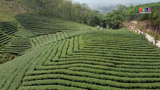 Bảo Yên phấn đấu giữ vững diện tích chè