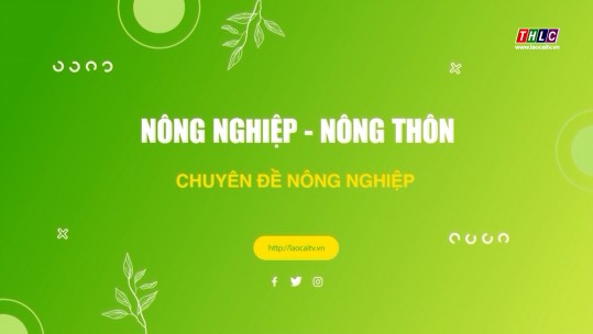 Nông nghiệp - Nông thôn (tiếng Mông): Nông nghiệp - Phát triển nông thôn (01/5/2025)