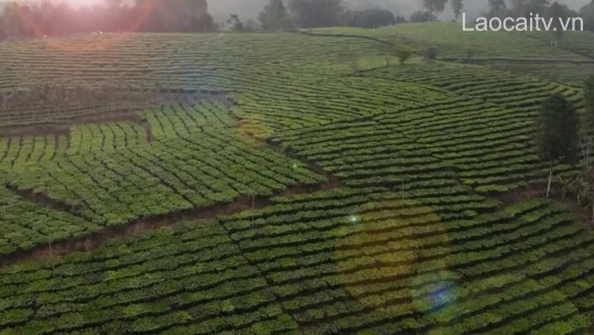 Nhân rộng mô hình cánh đồng sạch